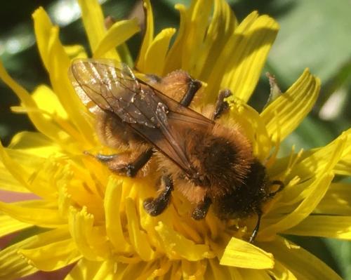 Andrena nigroaenea